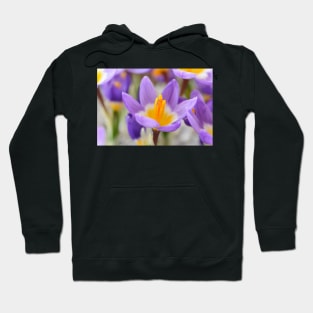 Crocus sieberi subsp. sublimis  &#39;Tricolor&#39;   AGM  Three-coloured Sieber&#39;s crocus Hoodie